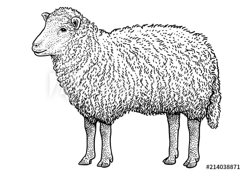 500x354 Sheep Illustration, Drawing, Engraving, Ink, Line Art, Vector - Sheep Line Drawing