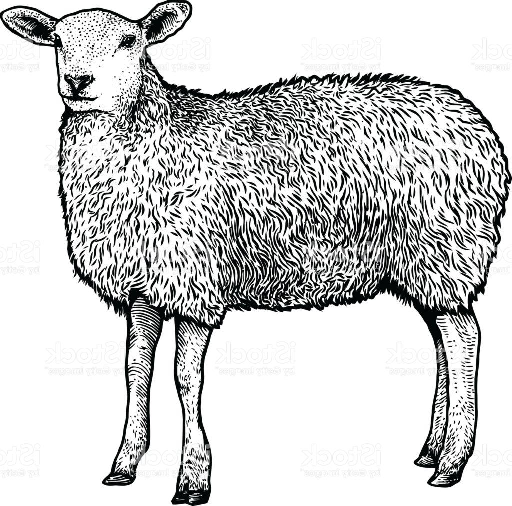 Sheep Line Drawing at Explore collection of Sheep