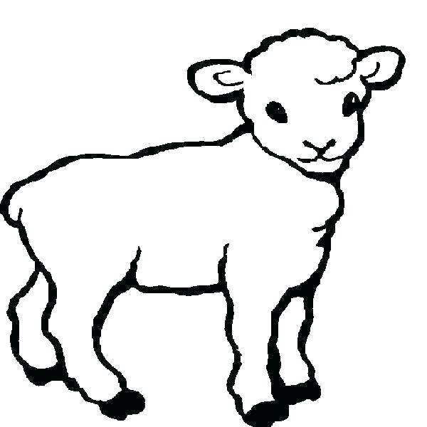 Sheep Outline Drawing at Explore collection of