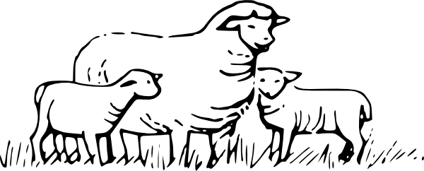 600x242 Drawing Sheep Flock Transparent Png Clipart Free Download - Sheep Outline Drawing