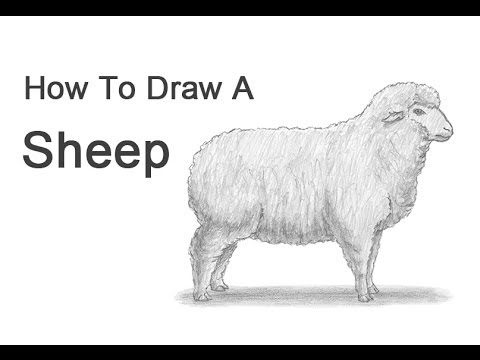480x360 How To Draw A Sheep - Sheep Outline Drawing