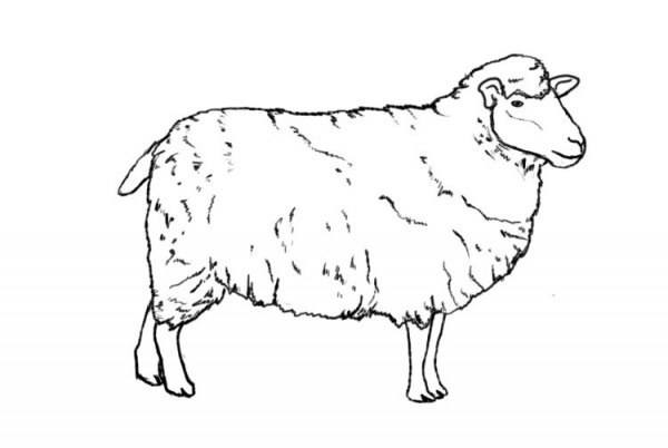 600x402 Lamb Outline Drawing - Sheep Outline Drawing