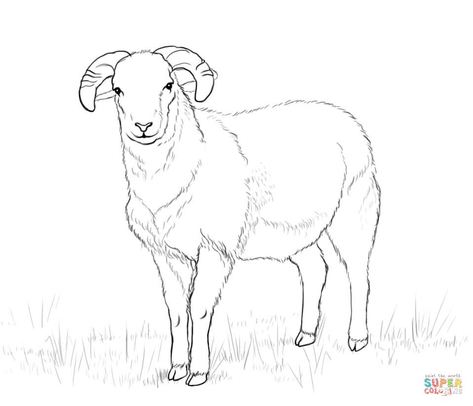 958x824 Sheep Color - Sheep Outline Drawing