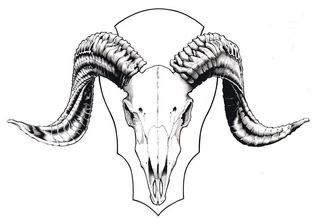 Sheep Skull Drawing At PaintingValley Com Explore Collection Of Sheep   Sheep Skull Drawing 1 