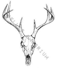 236x278 Deer Skull Drawing Earth Clipart Awesome Biro Drawings Sheep Skull - Sheep Skull Drawing