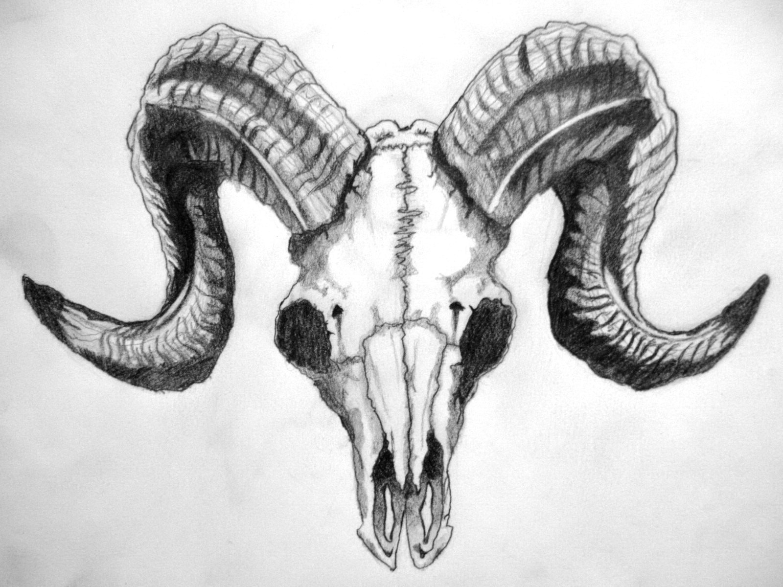 1600x1200 Images Of Ram Drawing - Sheep Skull Drawing