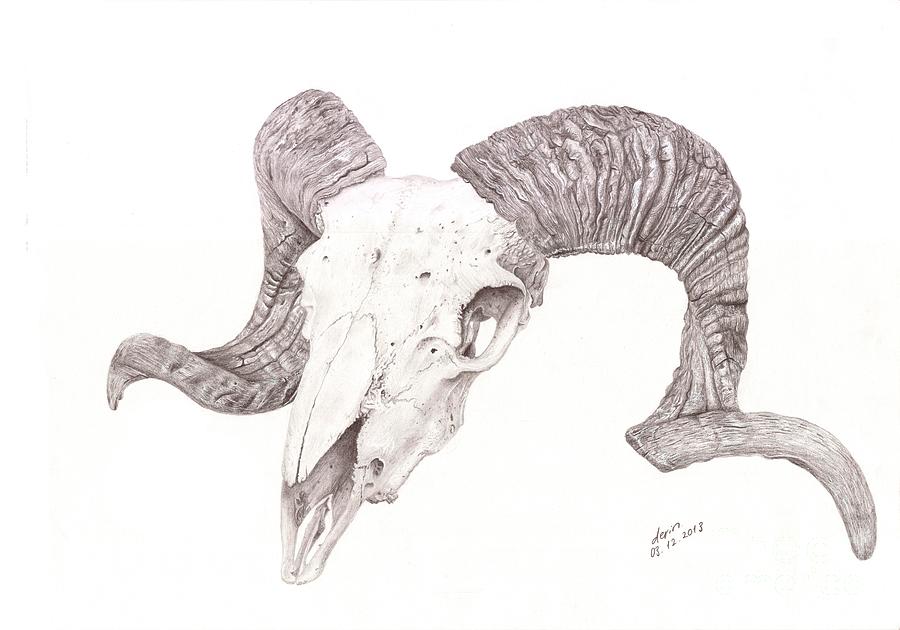 Sheep Skull Drawing at Explore collection of Sheep