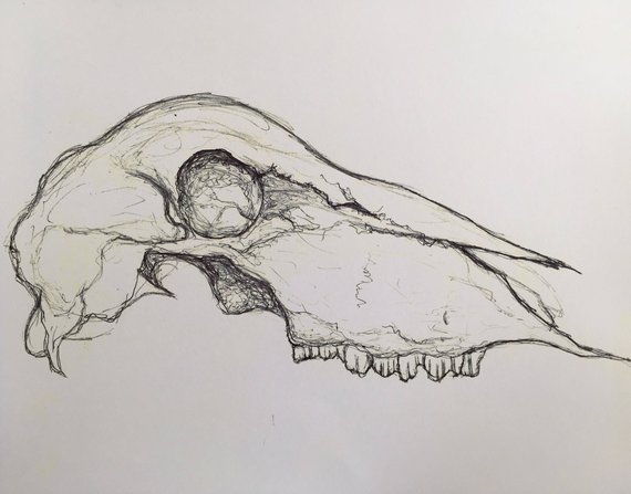 570x447 Sheep Skull Etsy - Sheep Skull Drawing