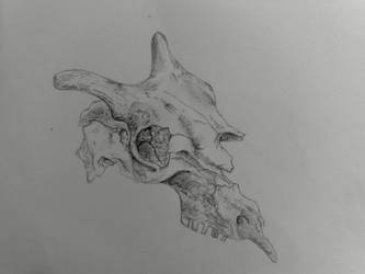 333x250 Sheep Skull Drawing - Sheep Skull Drawing