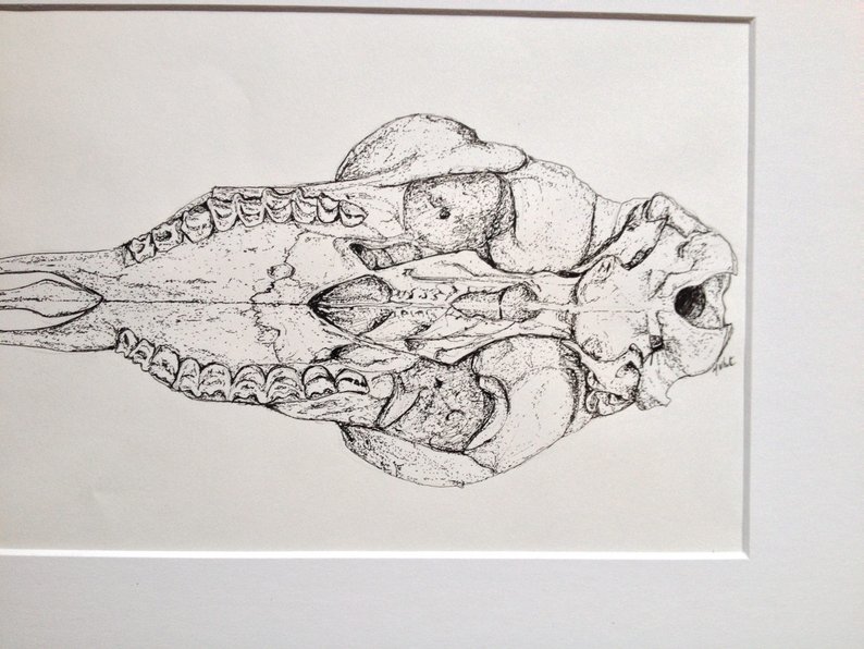 794x596 Skull Scientific Illustration Sheep Skull Drawing Etsy - Sheep Skull Drawing