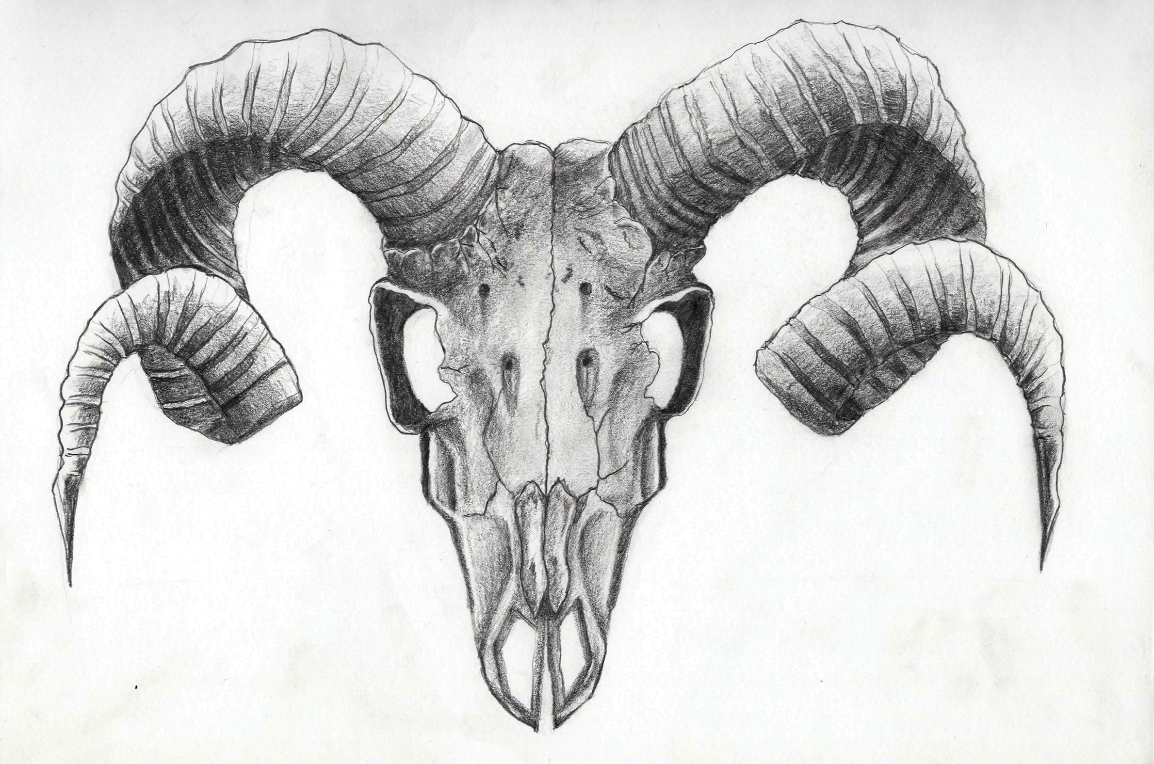 2379x1576 Goat Head Vector - Sheep Skull Drawing