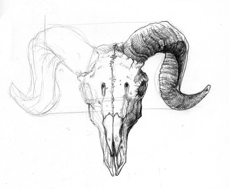 736x607 Ram Skull Illustration Tattoo Back - Sheep Skull Drawing