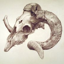 216x216 best sheep skull images animal skulls, sheep skull, animal - Sheep Skull Drawing