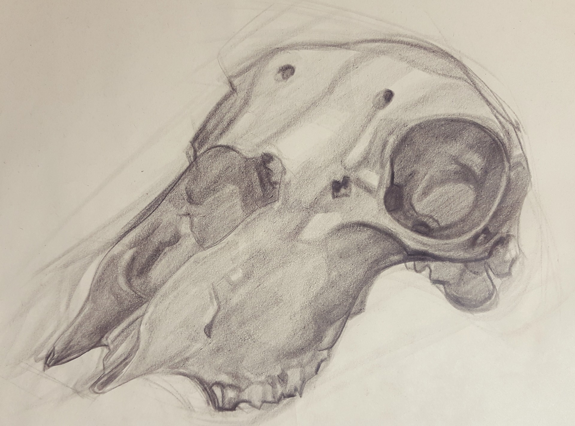 1920x1425 Artstation - Sheep Skull Drawing