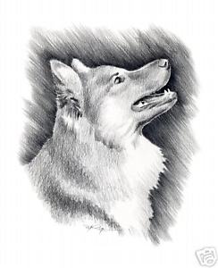 244x300 icelandic sheepdog pencil drawing x art print - Sheepdog Drawing