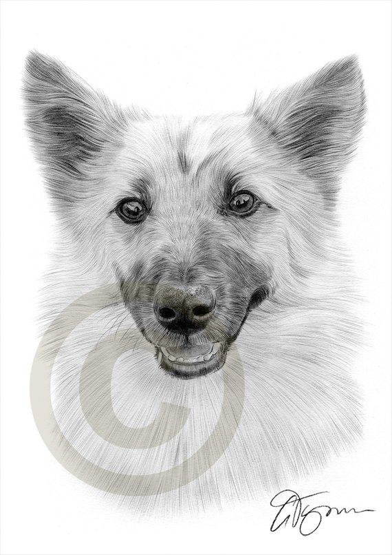 570x806 icelandic sheepdog dog art pencil drawing print etsy - Sheepdog Drawing
