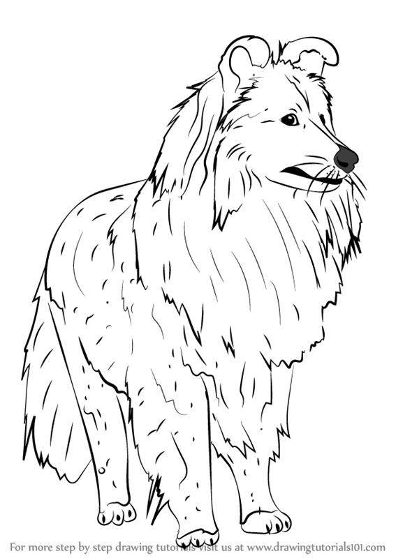 567x800 learn how to draw a shetland sheepdog - Sheepdog Drawing