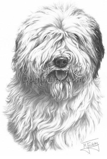 431x640 line drawing with detail t shirt for cotons english sheepdog - Sheepdog Drawing