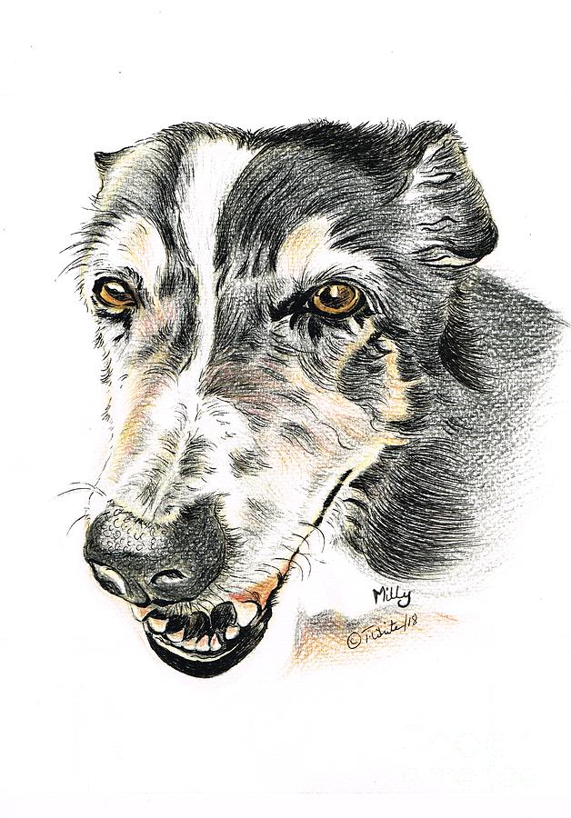 628x900 milly sheepdog drawing - Sheepdog Drawing