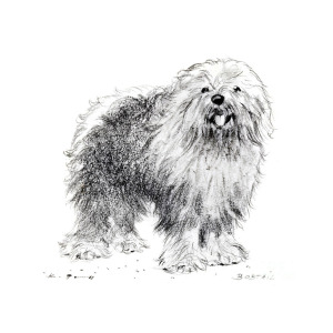 300x300 old english sheepdog drawing - Sheepdog Drawing