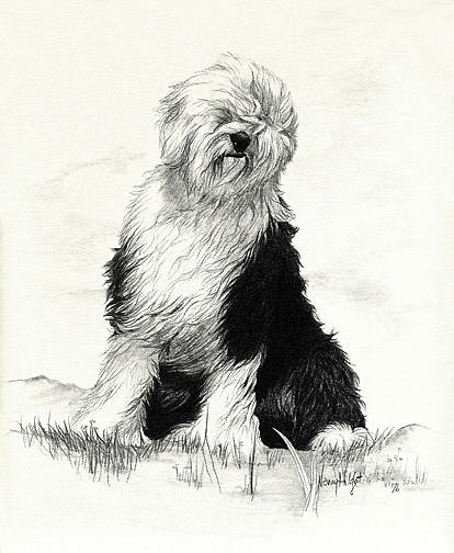 414x504 old english sheepdog drawing - Sheepdog Drawing
