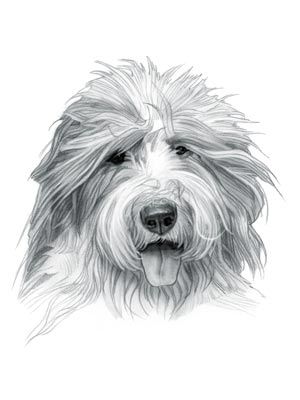 300x400 old english sheepdog drawing - Sheepdog Drawing