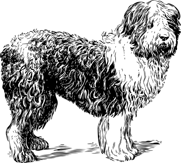 600x540 sheepdog drawing clip art - Sheepdog Drawing