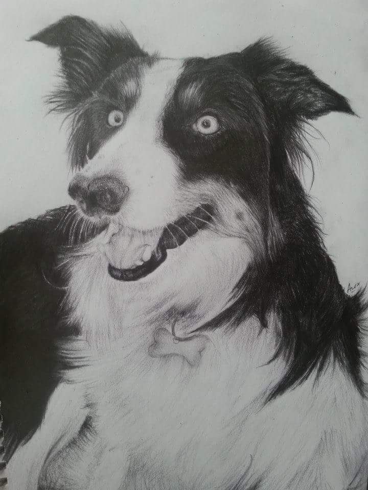 Sheepdog Drawing at Explore collection of Sheepdog