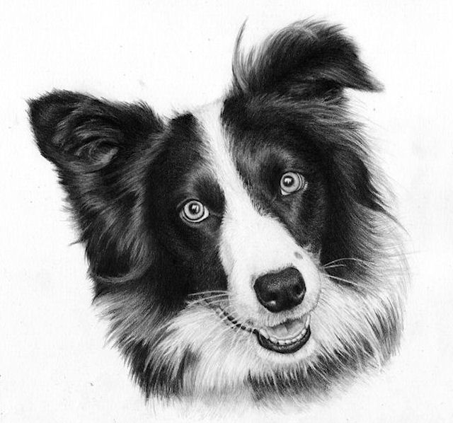 640x598 sheepdog drawing in graphite - Sheepdog Drawing