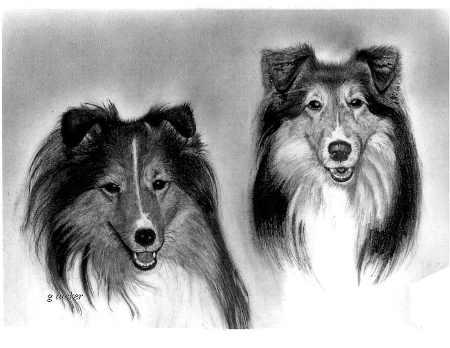 900x695 shetland sheepdog sheltie drawing - Sheepdog Drawing