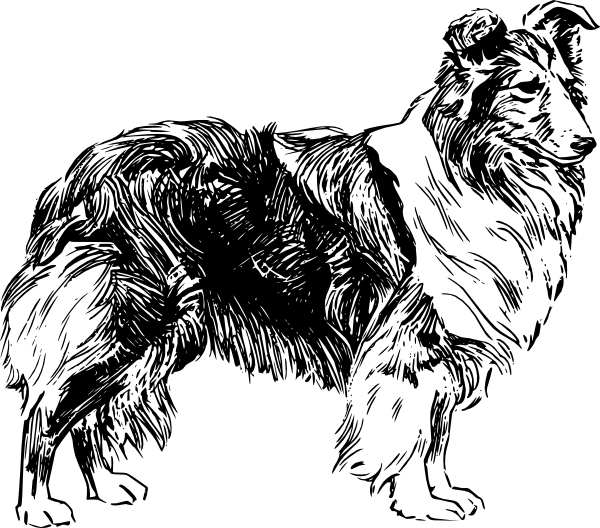 600x528 shetland sheepdog drawing clip art - Sheepdog Drawing