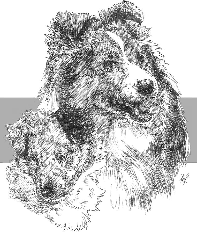 762x900 shetland sheepdog drawing - Sheepdog Drawing