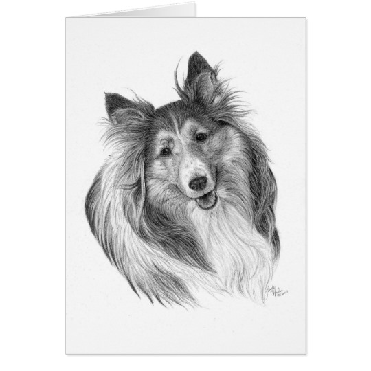 540x540 shetland sheepdog drawing - Sheepdog Drawing
