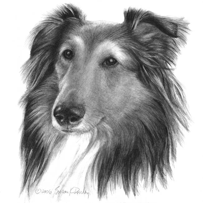 650x650 shetland sheepdog - Sheepdog Drawing