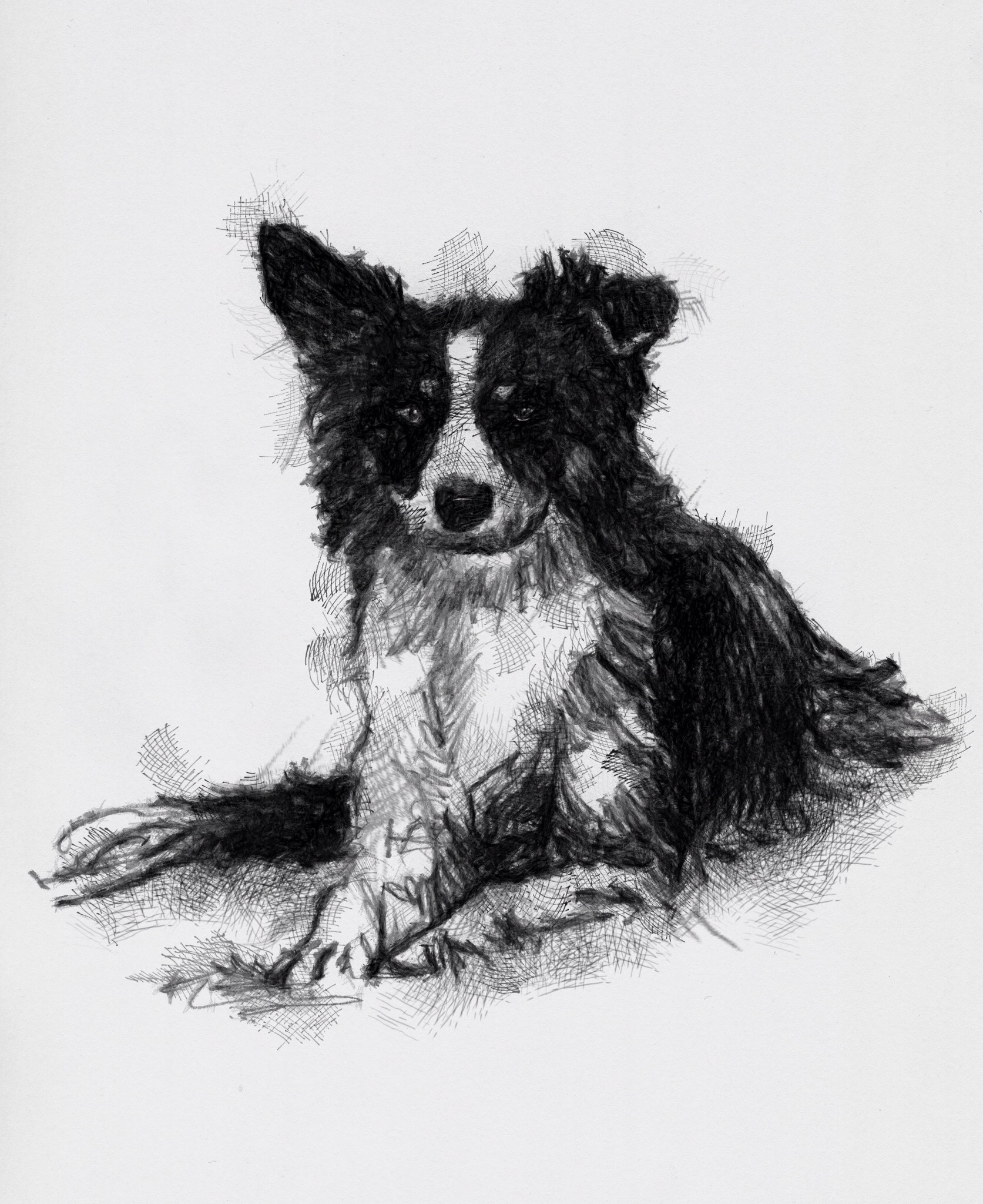 1673x2048 sid the sheepdog - Sheepdog Drawing