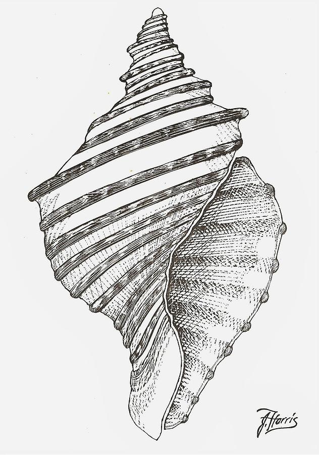 632x900 conch shell drawing - Shell Drawing