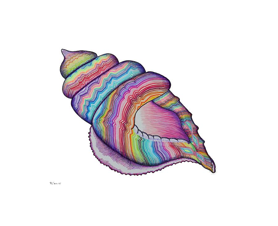 900x732 conch shell drawing - Shell Drawing