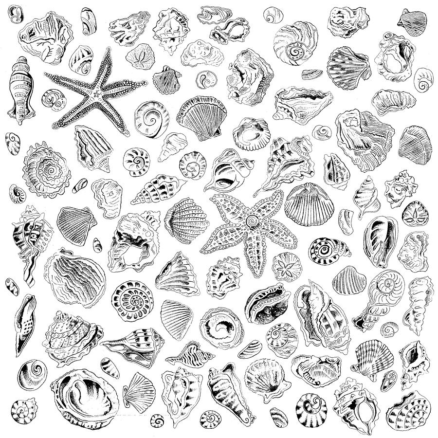 900x900 drawing still life shells - Shell Drawing