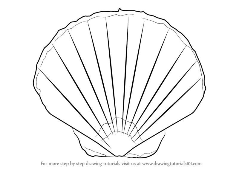 800x567 Learn How To Draw A Seashell - Shell Drawing
