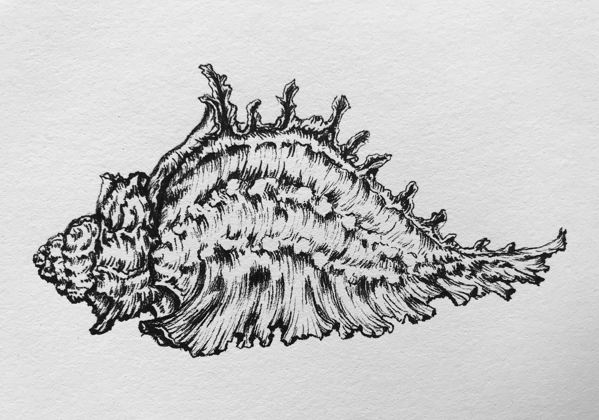 2048x1435 original pen ink drawing the shell i the collective art design - Shell Drawing