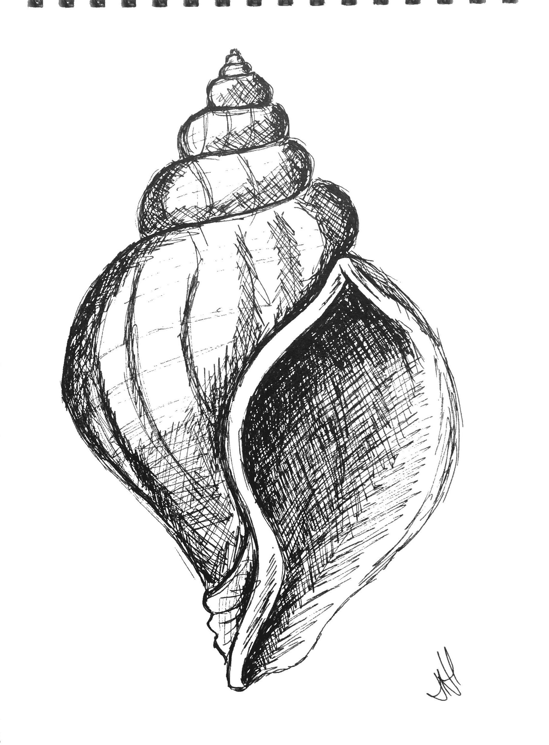 Conch Shell Drawings Drawing Shell Pen Drawings Ink Seashell Sea