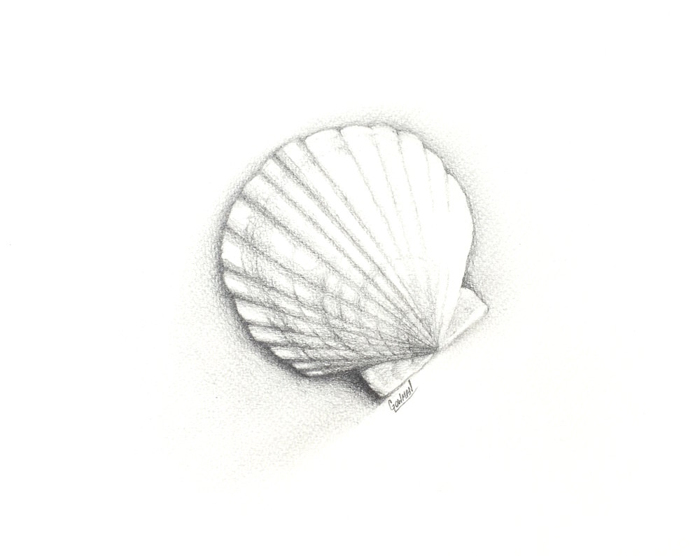 1000x794 scallop shell drawing - Shell Drawing