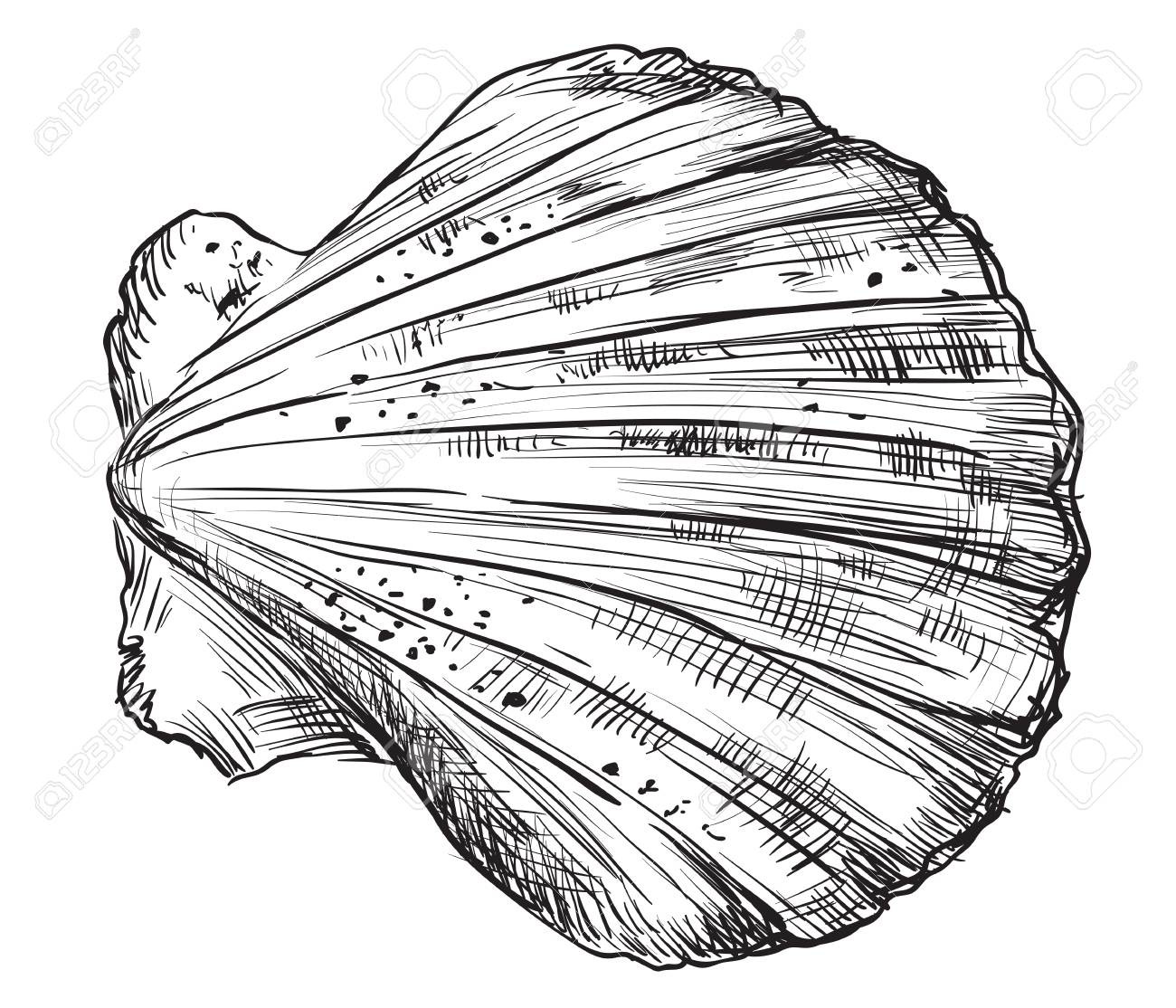 1300x1114 sea shell drawing - Shell Drawing