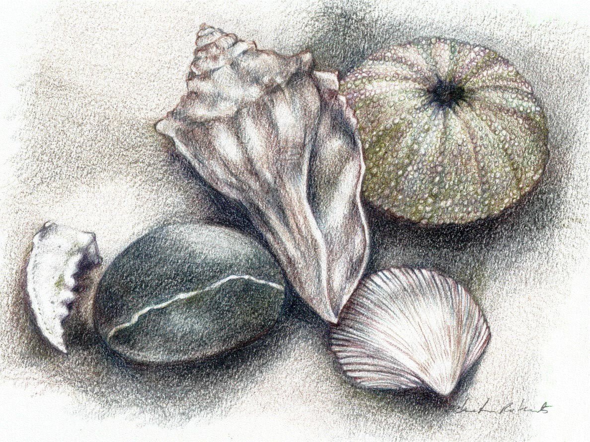 1188x890 shell art print shell drawing beach shells colored pencil etsy - Shell Drawing