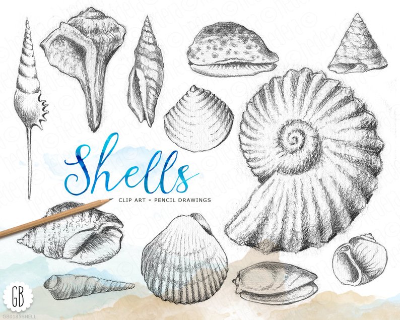 794x635 shells hand drawn pencil vintage inspired shell drawing etsy - Shell Drawing