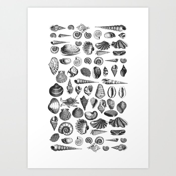 700x700 vintage sea shell drawing black and white art print - Shell Drawing
