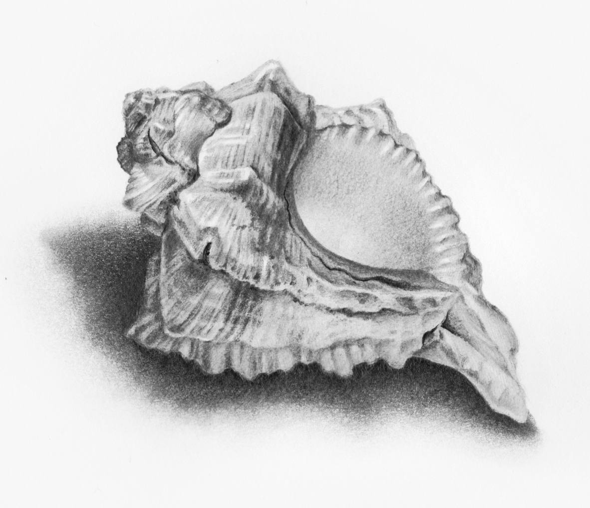 1182x1017 Pennywhistles And Moonpies Shell Drawing - Shell Drawing