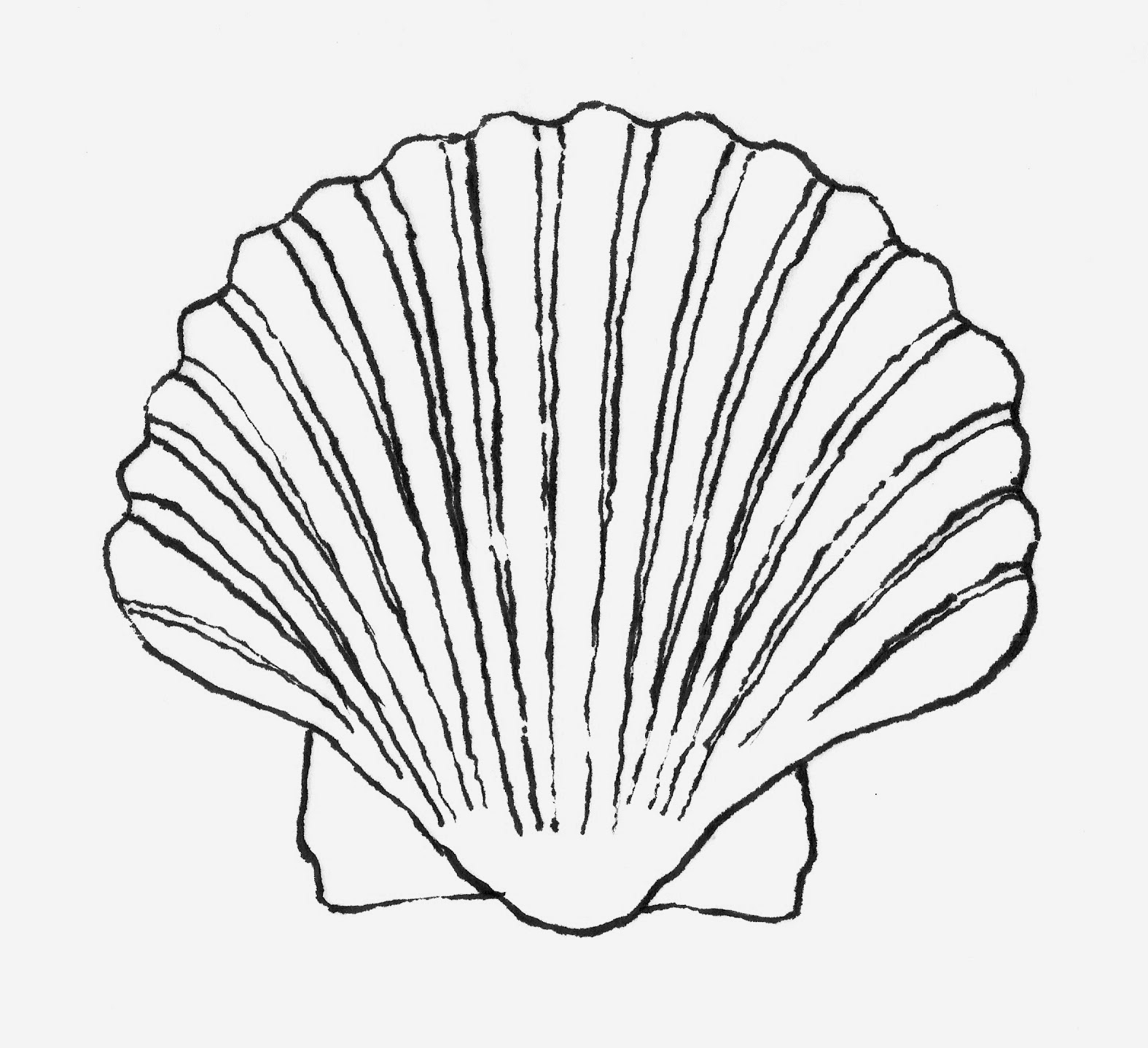 Shell Drawing At PaintingValley Explore Collection Of Shell Drawing