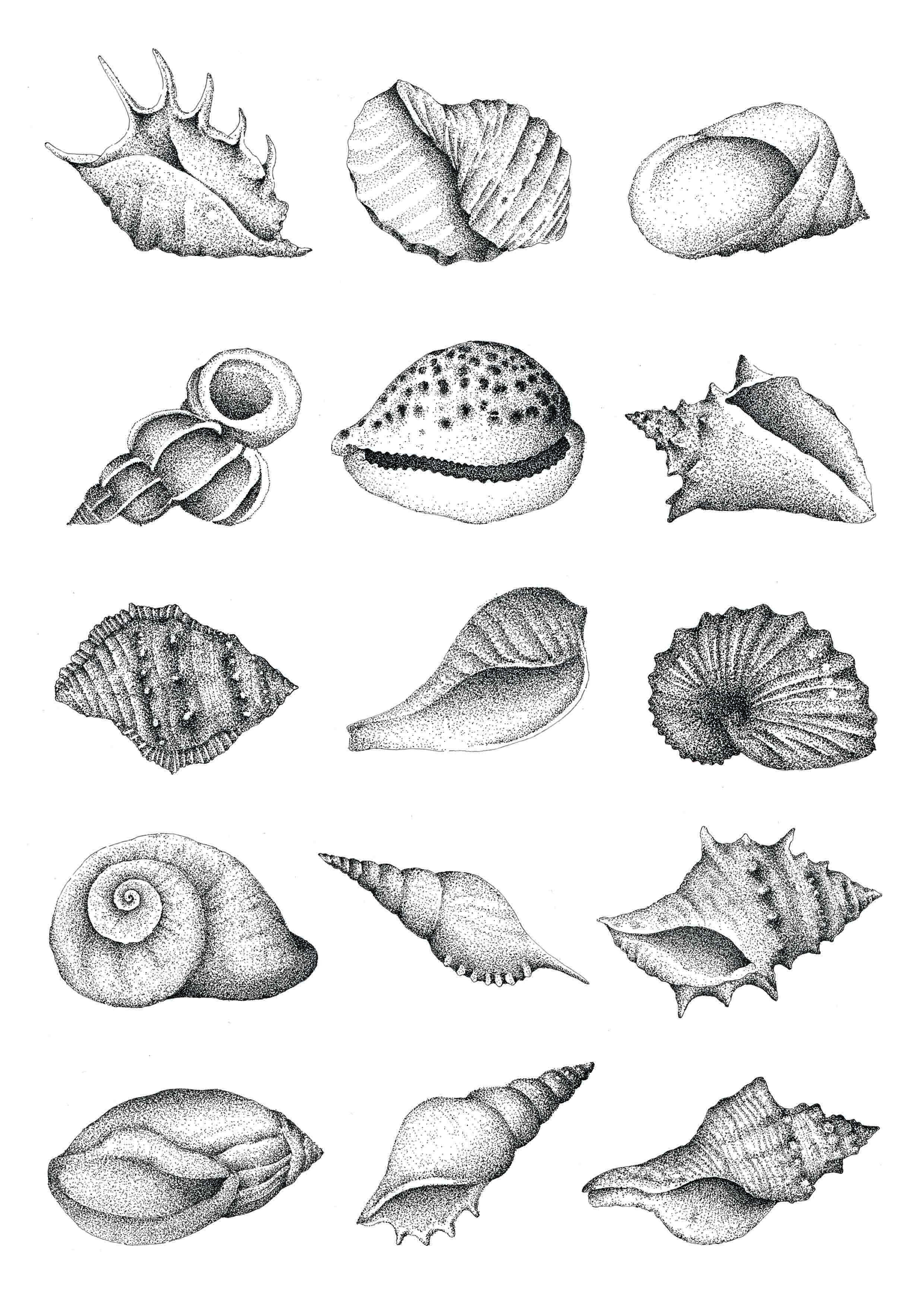 Shell Drawing At PaintingValley Explore Collection Of Shell Drawing