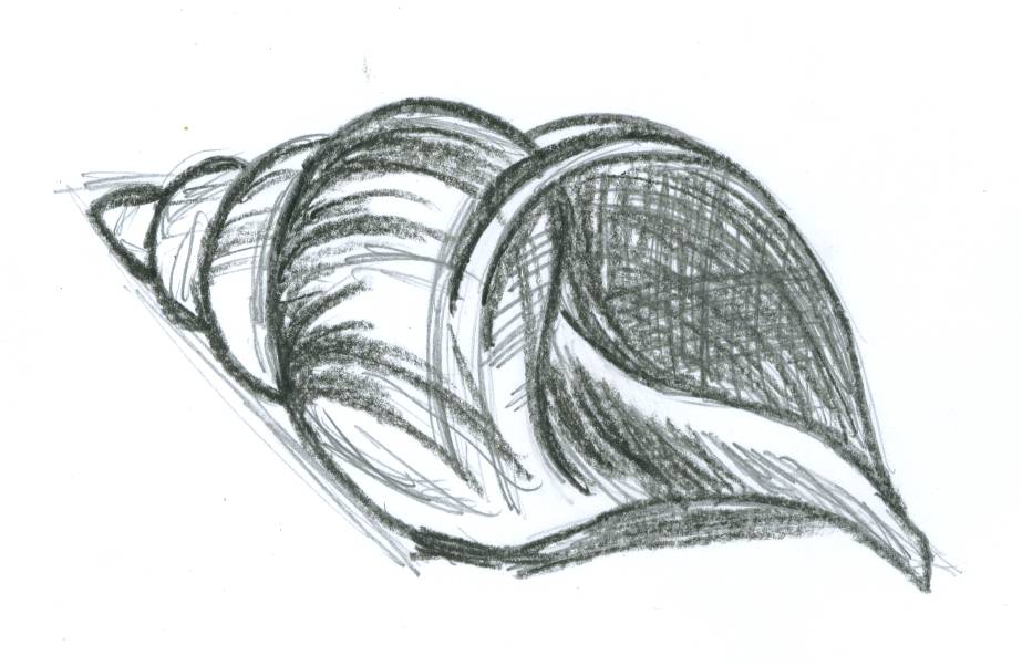 How To Draw Sea Shells Easy